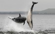 Moray Firth Dolphins.jpg
